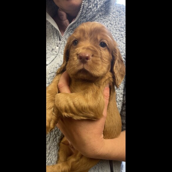 Cocker Spaniel (Working &amp; Show) - Dogs