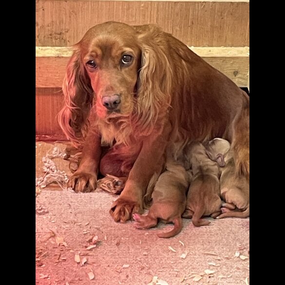 Cocker Spaniel (Working &amp; Show) - Dogs