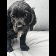 Cocker Spaniel (Working &amp; Show) - Both