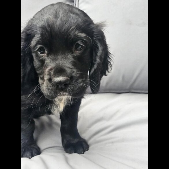 Cocker Spaniel (Working &amp; Show) - Both