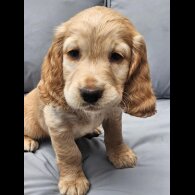 Cocker Spaniel (Working &amp; Show) - Both