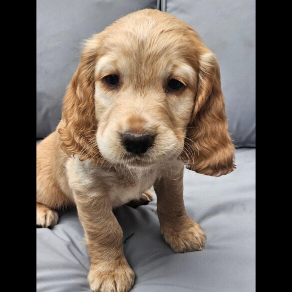 Cocker Spaniel (Working &amp; Show) - Both