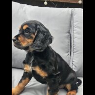 Cocker Spaniel (Working &amp; Show) - Both