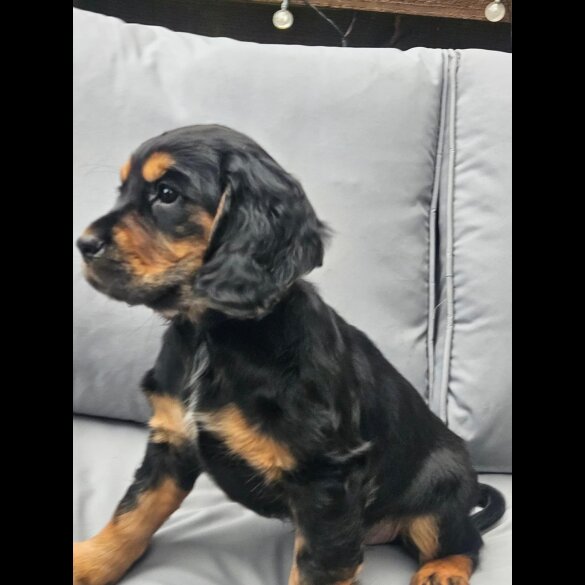 Cocker Spaniel (Working &amp; Show) - Both