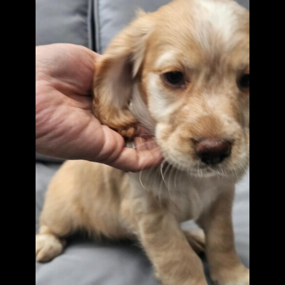 Cocker Spaniel (Working &amp; Show) - Both