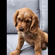 Cocker Spaniel (Working &amp; Show) - Both