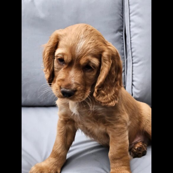 Cocker Spaniel (Working &amp; Show) - Both