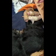 Cocker Spaniel (Working &amp; Show) - Both