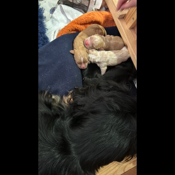 Cocker Spaniel (Working &amp; Show) - Both