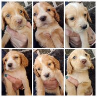 Cocker Spaniel (Working &amp; Show) - Both