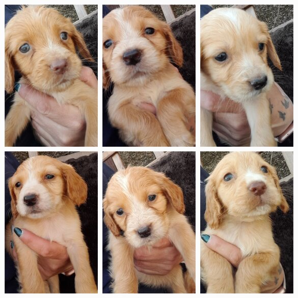 Cocker Spaniel (Working &amp; Show) - Both