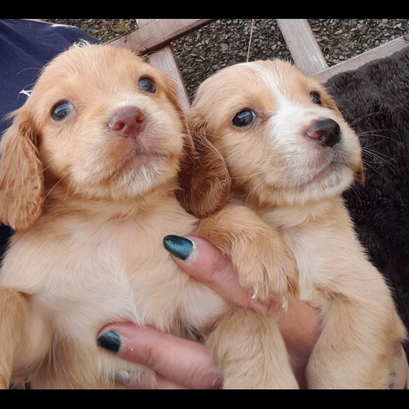 Cocker Spaniel (Working &amp; Show) - Both