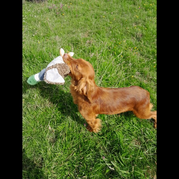 Cocker Spaniel (Working &amp; Show) - Both