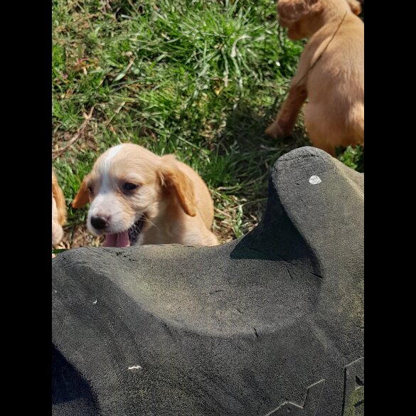 Cocker Spaniel (Working &amp; Show) - Both