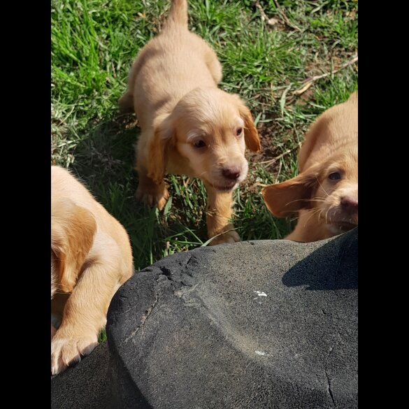 Cocker Spaniel (Working &amp; Show) - Both