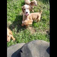 Cocker Spaniel (Working &amp; Show) - Both
