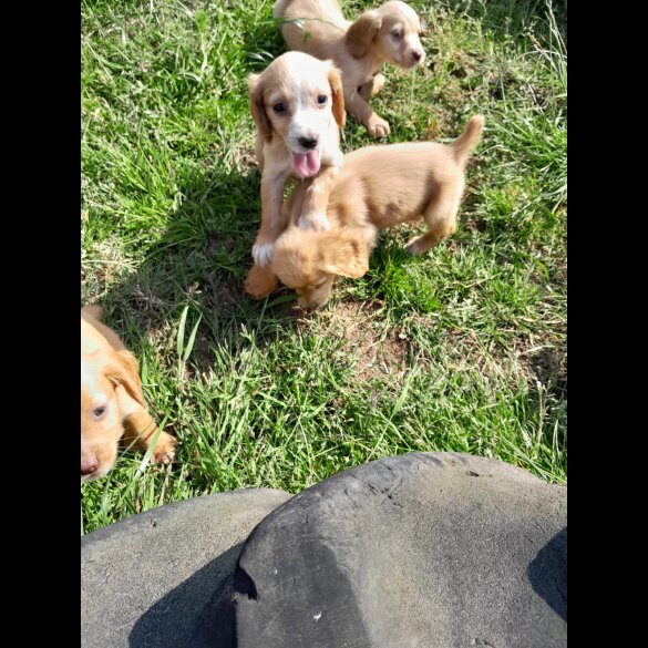 Cocker Spaniel (Working &amp; Show) - Both
