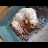 Cocker Spaniel (Working &amp; Show) - Both
