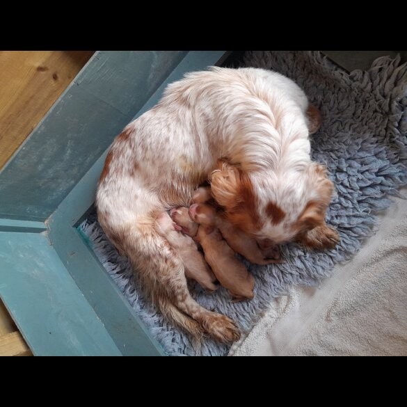 Cocker Spaniel (Working &amp; Show) - Both