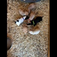 Cocker Spaniel (Working &amp; Show) - Both