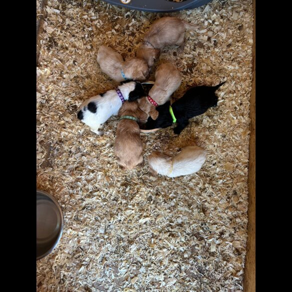 Cocker Spaniel (Working &amp; Show) - Both