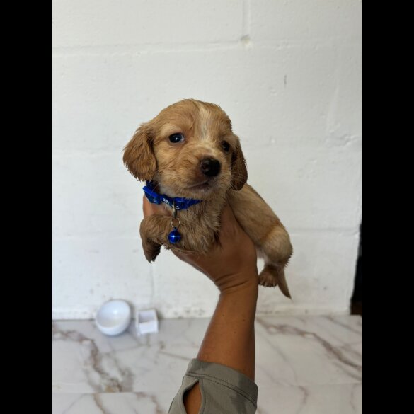 Cocker Spaniel (Working &amp; Show) - Both