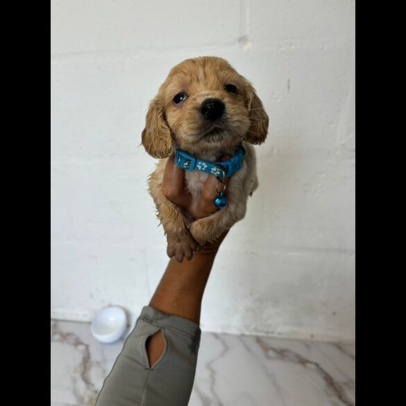 Cocker Spaniel (Working &amp; Show) - Both