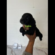 Cocker Spaniel (Working &amp; Show) - Both