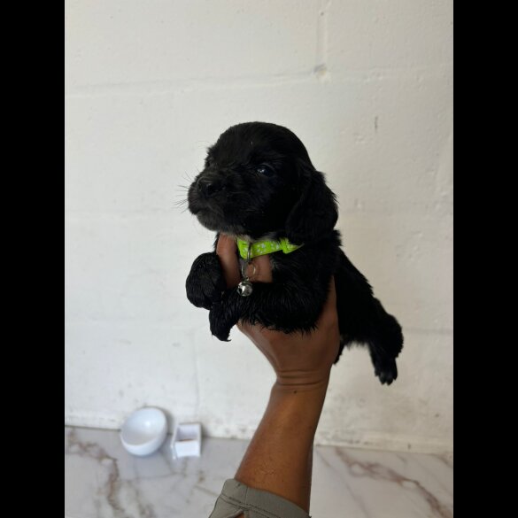 Cocker Spaniel (Working &amp; Show) - Both