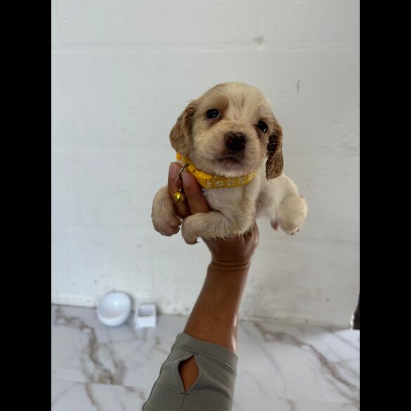 Cocker Spaniel (Working &amp; Show) - Both
