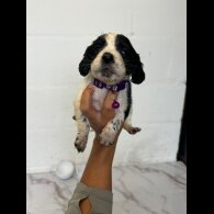 Cocker Spaniel (Working &amp; Show) - Both