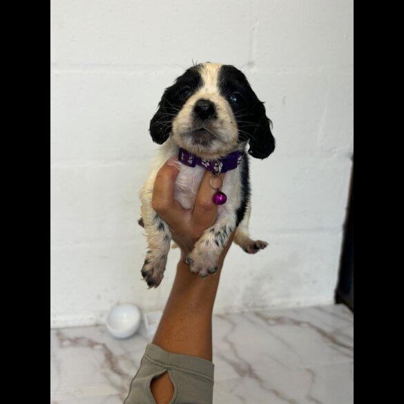 Cocker Spaniel (Working &amp; Show) - Both