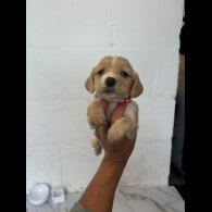 Cocker Spaniel (Working &amp; Show) - Both