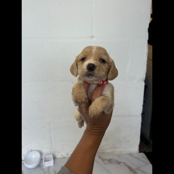 Cocker Spaniel (Working &amp; Show) - Both