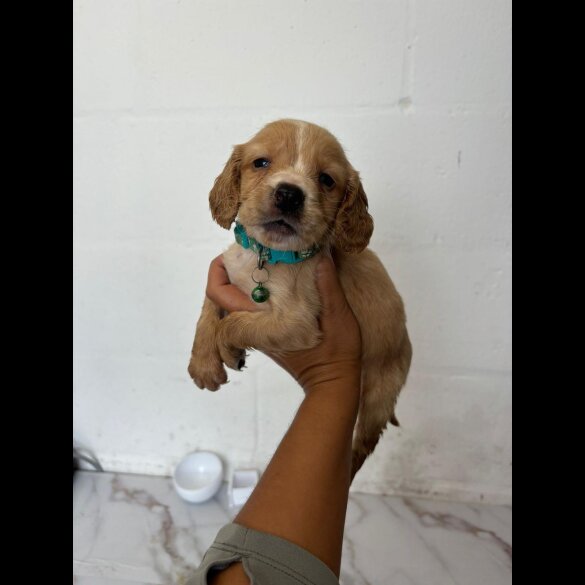 Cocker Spaniel (Working &amp; Show) - Both
