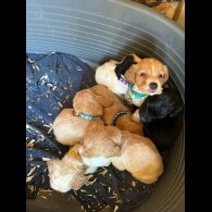Cocker Spaniel (Working &amp; Show) - Both