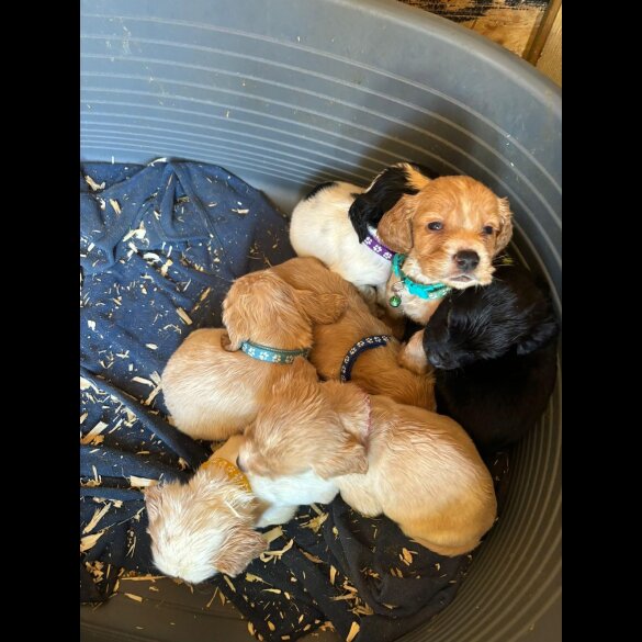 Cocker Spaniel (Working &amp; Show) - Both