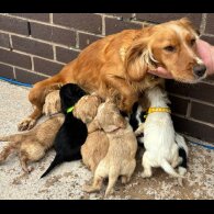 Cocker Spaniel (Working &amp; Show) - Both