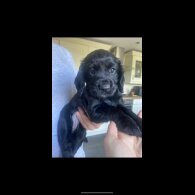 Cocker Spaniel (Working &amp; Show) - Both