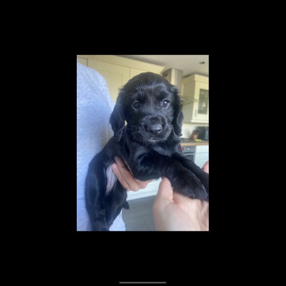 Cocker Spaniel (Working &amp; Show) - Both