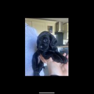 Cocker Spaniel (Working &amp; Show) - Both