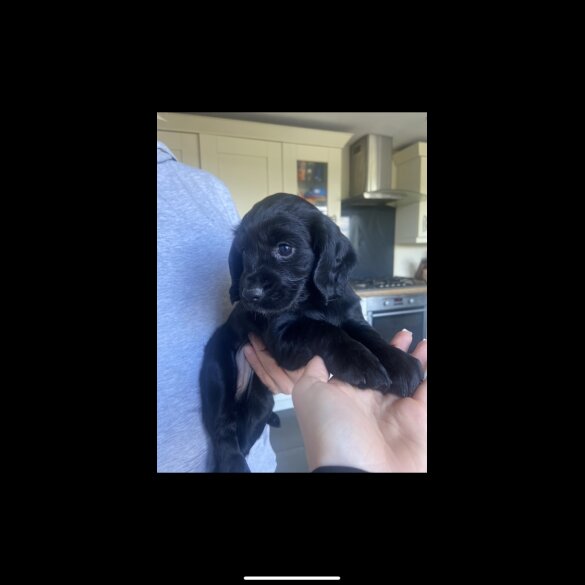 Cocker Spaniel (Working &amp; Show) - Both