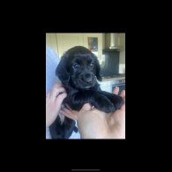 Cocker Spaniel (Working &amp; Show) - Both