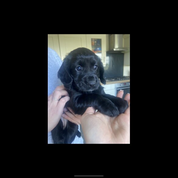 Cocker Spaniel (Working &amp; Show) - Both