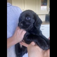 Cocker Spaniel (Working &amp; Show) - Both