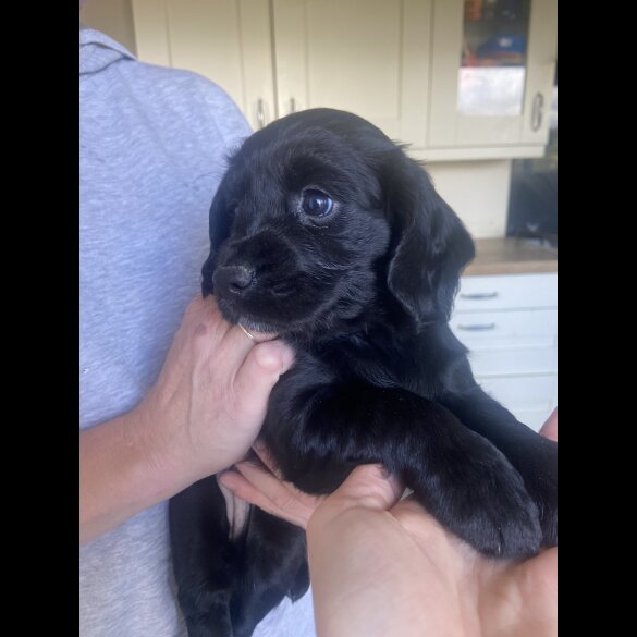 Cocker Spaniel (Working &amp; Show) - Both