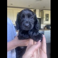 Cocker Spaniel (Working &amp; Show) - Both