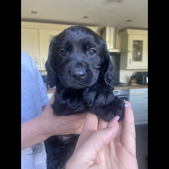 Cocker Spaniel (Working &amp; Show) - Both
