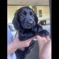 Cocker Spaniel (Working &amp; Show) - Both