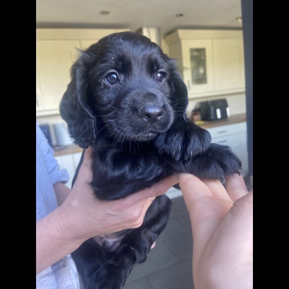 Cocker Spaniel (Working &amp; Show) - Both